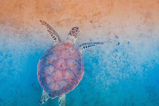 Mangrove Cay And Iguana Island Venture In Turks And Caicos Island - Iguana Island: Why People Love This Section