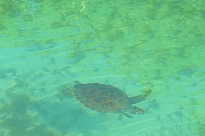 Mangrove Cay And Iguana Island Venture In Turks And Caicos Island - Wildlife Sightings: What You Can Watch For (and How to Be Ready)