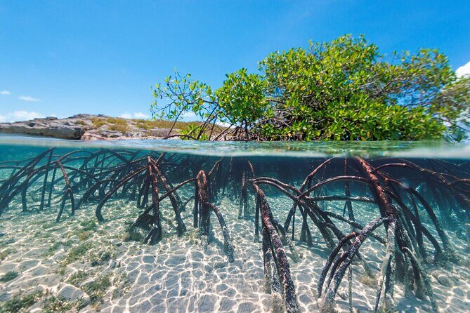 Mangrove Cay Tour - Guides make the difference: Yves, Marcus, Alvin, Innocent, and others
