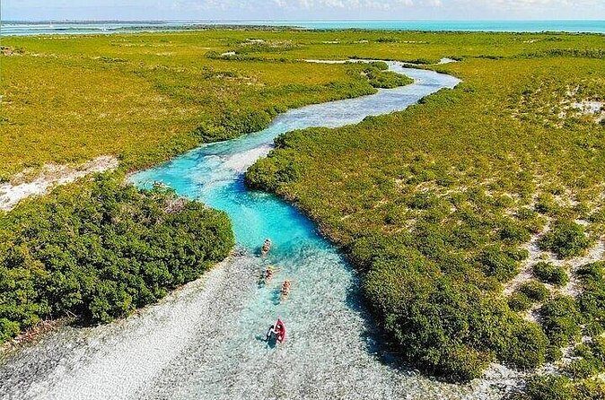 Mangrove Cay Tour - Low tide and weather: the two factors that can change your sightings