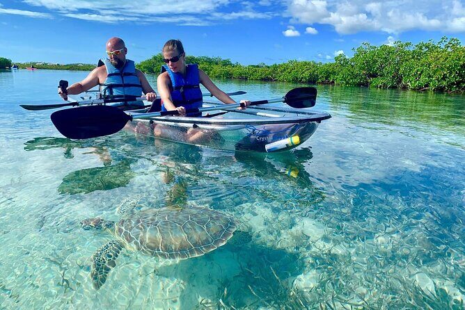 Mangrove Clear Kayak Tour - Key Reasons This Clear Kayak Tour Works So Well