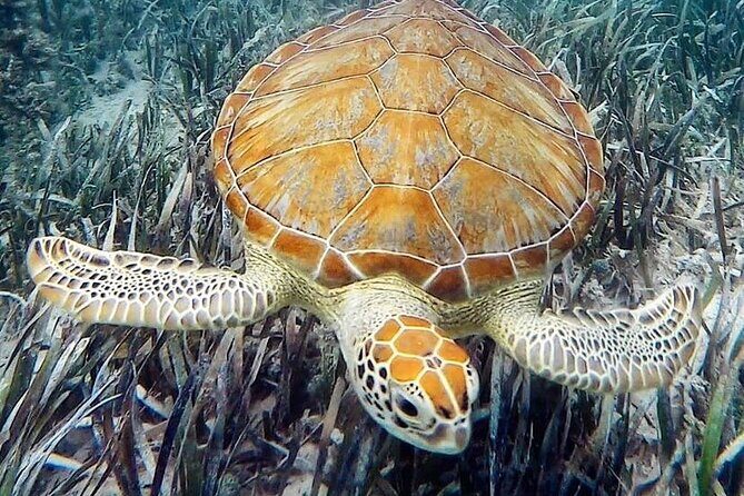 Mangrove Clear Kayak Tour - What to Bring (and What to Skip)