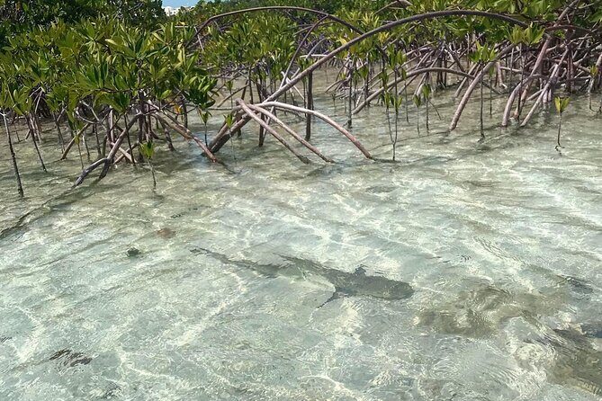 Mangrove Clear Kayak Tour - The First Steps: Equipment, Clear Kayaks, and a Calm Start