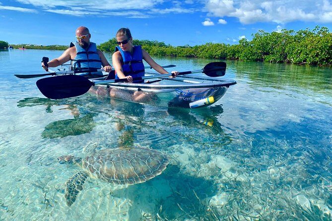 Mangrove & Iguana Clear Kayak Tour - Quick takeaways before you go