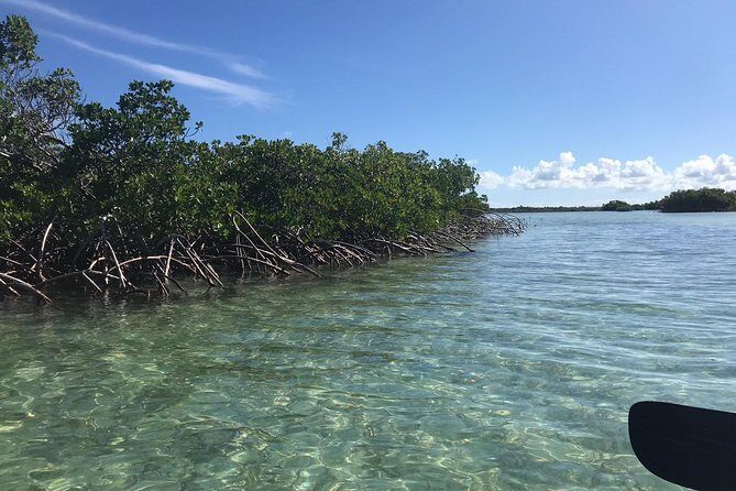 Mangrove & Iguana Clear Kayak Tour - Why Clear Kayaks on Mangrove Cay Feel Different Than Typical Tours