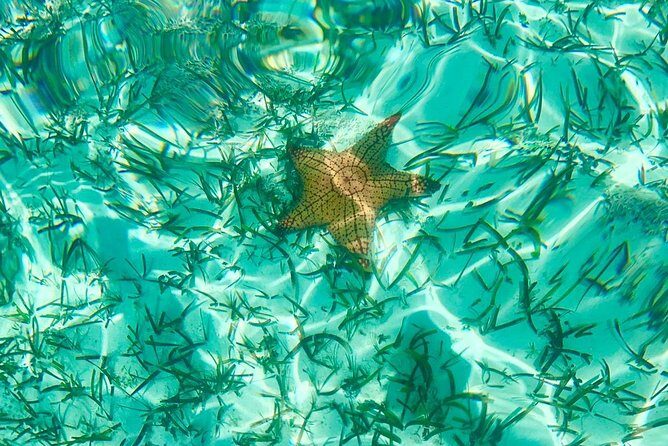 Mangrove & Iguana Clear Kayak Tour - How the Tour Flows: Tows, Jet-Ski Pulls, and When You Actually Paddle