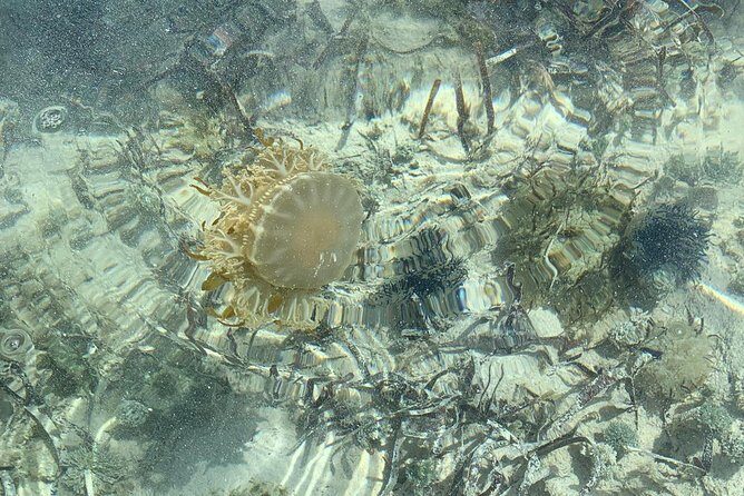 Mangrove & Iguana Clear Kayak Tour - Wildlife You Can Expect: Turtles, Stingrays, Conch, Jellyfish, and Small Sharks