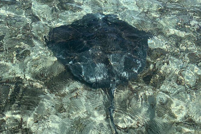 Mangrove & Iguana Clear Kayak Tour - Guide Quality and Small-Group Control: What “Capped” Actually Means
