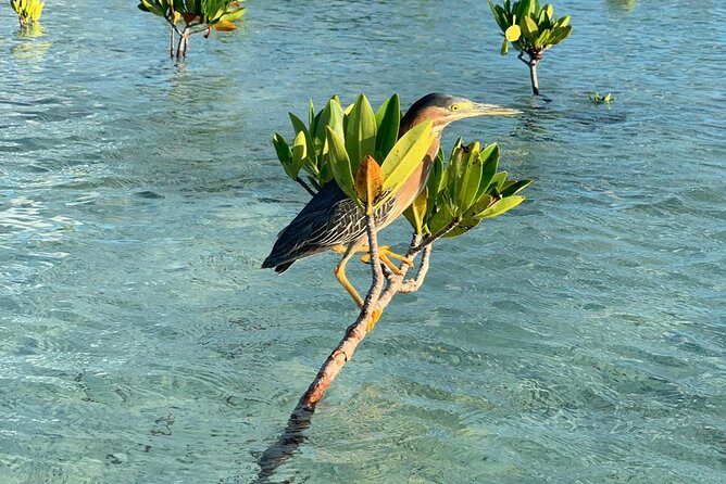 Mangrove & Iguana Clear Kayak Tour - Practical Notes: Sun, Wind, Wet Bags, and What to Pack