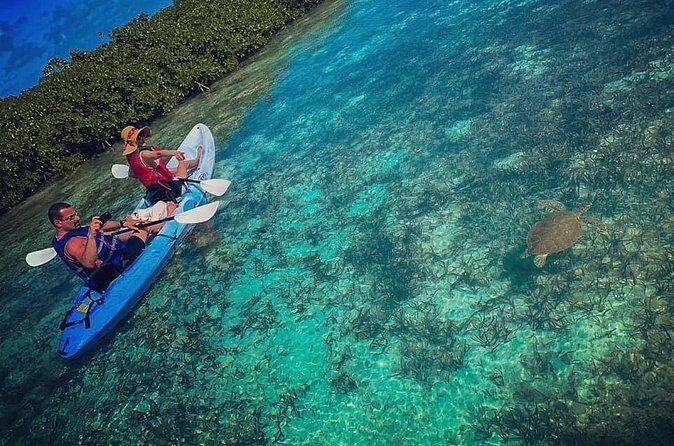 Mangrove & iguana Tour - Meeting at Turks Aqua Adventures on Grace Bay