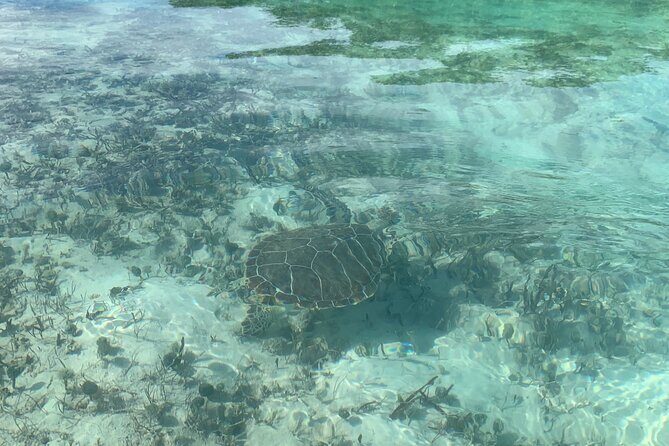 Mangroves Kayak Tour - Flavors Of The Turks And Caicos: The Mangrove Stop and What It Teaches