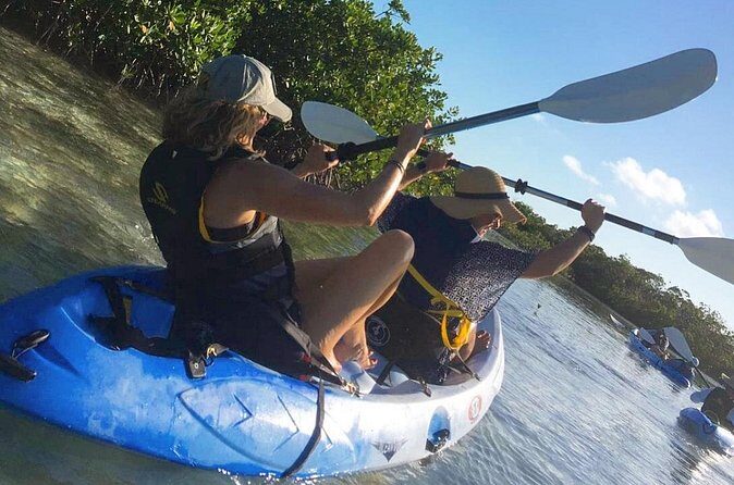 Mangroves Kayak Tour - Wildlife You Might Spot: Sea Turtles, Lemon Sharks, and More