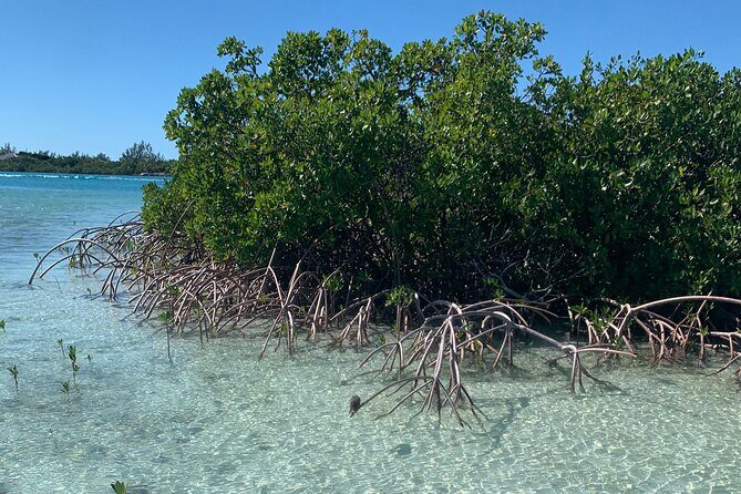 Mangroves Kayak Tour - Private Pacing and Beginner-Friendly Instruction That Actually Helps