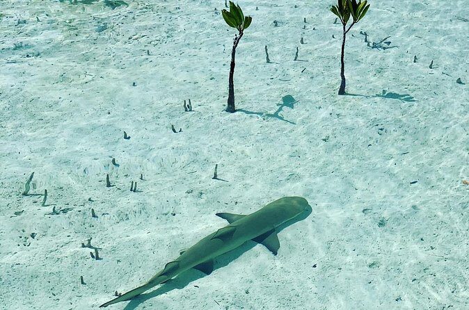Mangroves Stand-Up Paddleboard Tour - Where You Paddle: The Protected Mangroves Near Providenciales