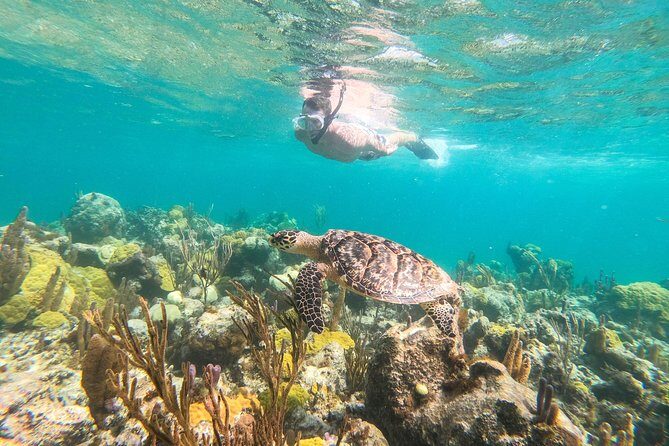 Morning Half Day Cruise from Providenciales with Snorkeling and Iguana Island - Key Things I’d Book This For