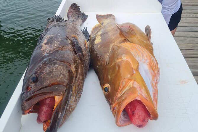 Private 1/2 Day Afternoon Bottom Fishing Charter on "Shady Grady" - Why the Shady Grady Bottom-Fishing Slot Works for Families