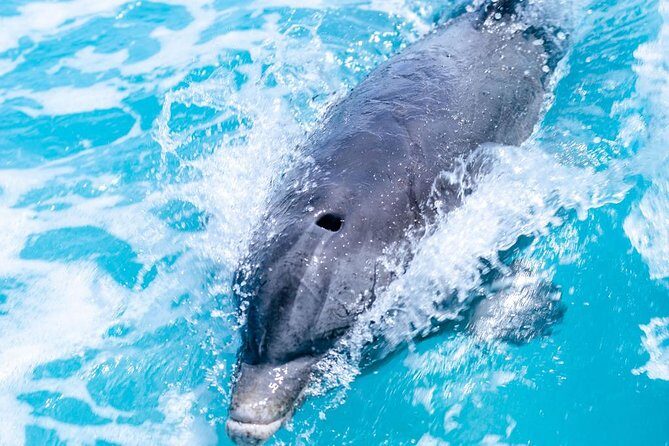 Private Boat Tours to outer islands, snacks drinks- snorkel- cruise! - The fun extras: sand bars, shipwreck jumps, and dolphin magic
