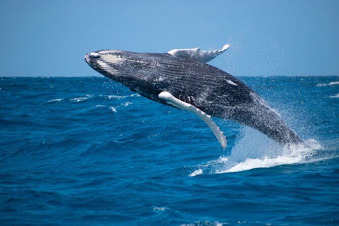 Private Whale Watching Charter (Grand Turk) - Key points to know before you go
