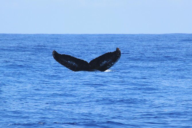 Private Whale Watching Charter (Grand Turk) - Your 3.5-hour plan on the water (what actually happens)