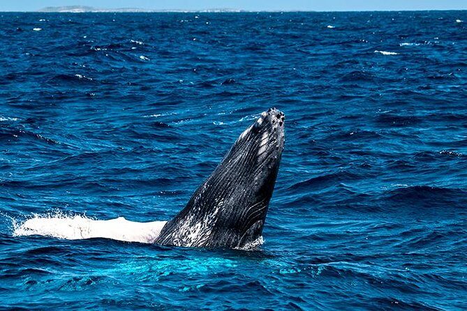 Private Whale Watching Charter (Grand Turk) - Transfers and getting there without stress