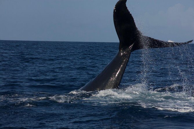 Private Whale Watching Charter (Grand Turk) - Whale behavior: what you’re aiming to see