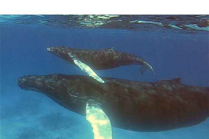 Private Whale Watching Charter (Grand Turk) - Snorkeling gear and the chance to get in the water