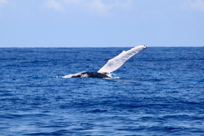 Private Whale Watching Charter (Grand Turk) - Comfort on board: the small stuff that adds up