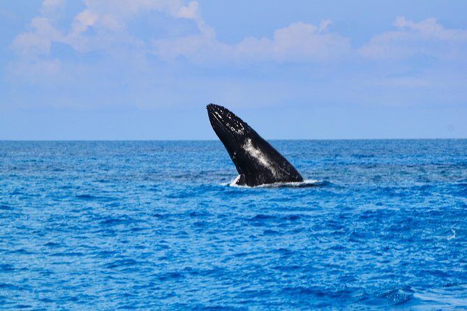 Private Whale Watching Charter (Grand Turk) - Who this Grand Turk charter fits best