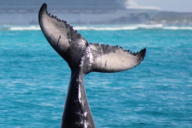 Private Whale Watching Charter (Grand Turk) - Private catamaran: why it can feel worth the money