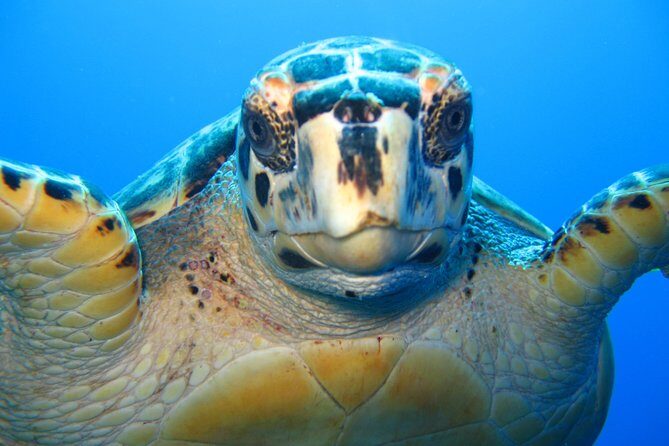 Snorkel Eco Tour - Big Blue Collective: The straightforward start at Marina Road