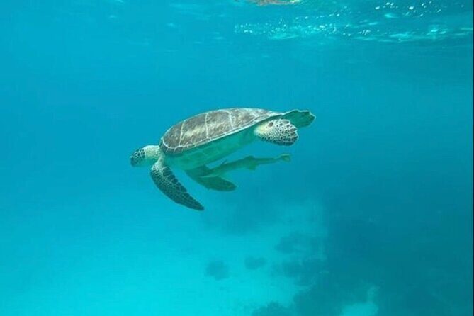 Snorkeling with Sea Scooters and Sea Adventure - Offshore - Pickup, Gear, and the Small-Group Feel