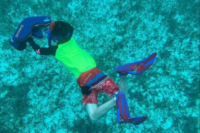 Snorkeling with Sea Scooters and Sea Adventure - Offshore - What You Can See (Including the Surprise Moments)