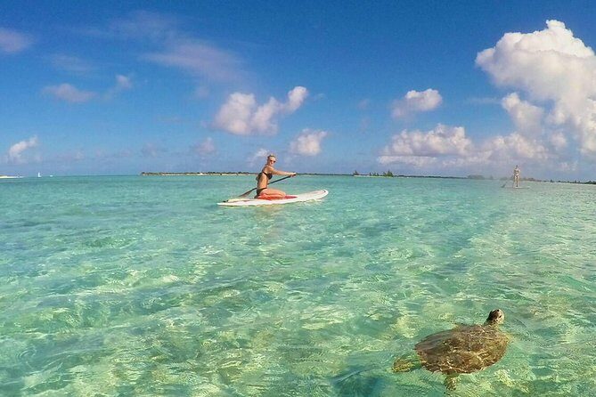 Turtle Eco Tour on Stand-Up Paddleboards or Kayaks into the National Marine Park - Key highlights worth your attention