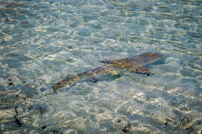 Turtle Eco Tour on Stand-Up Paddleboards or Kayaks into the National Marine Park - Paddling the shallow estuaries: what the mangrove route feels like