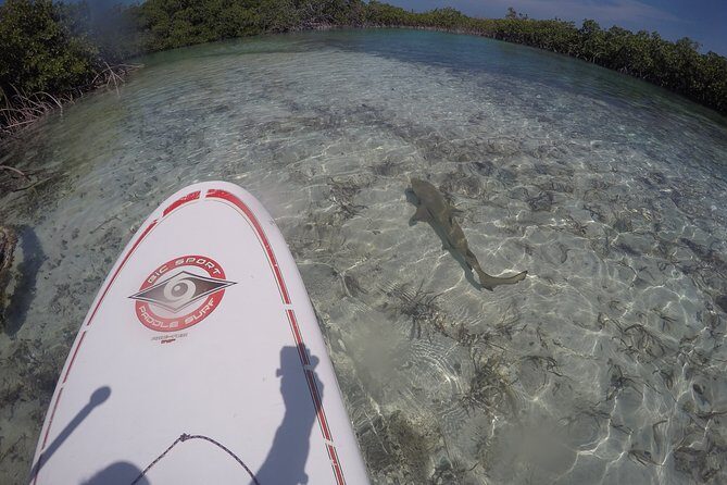 Turtle Eco Tour on Stand-Up Paddleboards or Kayaks into the National Marine Park - Wildlife you can realistically hope to see, and how to spot it