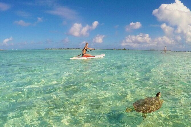 Turtle Eco Tour on Stand-Up Paddleboards or Kayaks into the National Marine Park - Price and what $156.80 buys you in real value