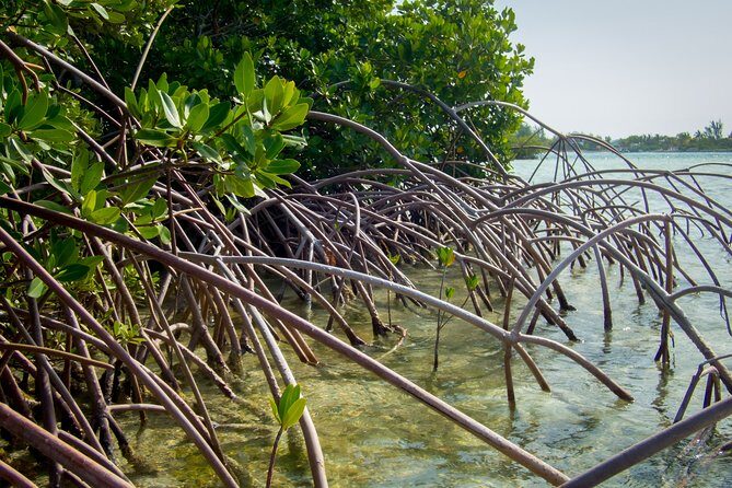 Turtle Eco Tour on Stand-Up Paddleboards or Kayaks into the National Marine Park - Who should book the Turtle Eco Tour (and who should think twice)